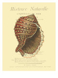 Coquilles De Mer IV Giclée-Druck von Vision Studio 