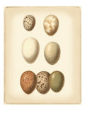 Bird Egg Study II Giclee Print by Vision Studio 
