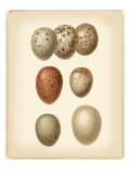 Bird Egg Study I Lámina giclée por Vision Studio Bird Egg Study I Lámina giclée por Vision Studio