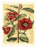 French Camelia Lámina giclée por Samuel Curtis