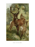 Stag or Red Deer Lámina giclée Stag or Red Deer Lámina giclée