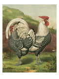 Cassell's Roosters III Giclee Print by Cassel 