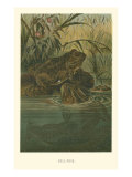 Bull-Frog Giclee Print