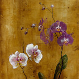 Orchid Bloom I Prints by Georgie 