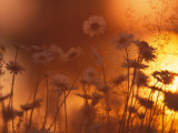 Dusk Daisies Photographic Print by Peter Lilja