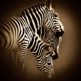 Mirage Prints by Bobbie Goodrich