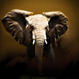 On Safari Posters by Bobbie Goodrich