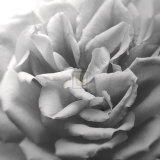 Allure I (Black and White) Pósters