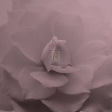 Allure II (Plum) Poster