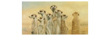 Erdmännchen Giclée-Druck von Henk Van Zanten