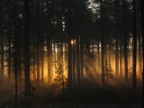 Forest - Early Light Photographic Print by Andreas Stridsberg