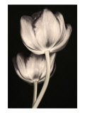 Adagio Lámina giclée por Katja Marzahn Adagio Lámina giclée por Katja Marzahn