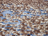 The Herd Photographic Print by Peter Lilja