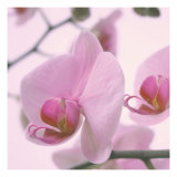 Lavender Mist I Giclee Print by Katja Marzahn
