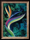 Bird of Paradise Framed Giclee Print by Marcella Rose