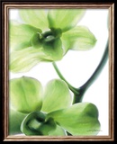 Orchid Marilyn I Affischer av Annemarie Peter-jaumann