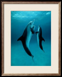Danse Des Dauphins Art par Bob Talbot