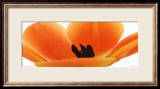 Orange Tulip Póster por Michael Bird