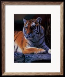 Bengal Tiger Láminas por Daniel Smith Bengal Tiger Láminas por Daniel Smith