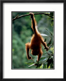 Natural Gymnast Plakat af Anup Shah