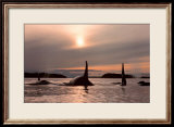 Twilight Prints by Bob Talbot