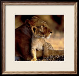 Lionne et son petit Posters par Michel & Christine Denis-Huot