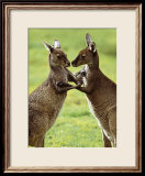 Two Kangaroos Láminas por Steve Toon Two Kangaroos Láminas por Steve Toon