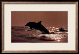Delphinus Delphis Posters par Bob Talbot