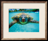 Honu, Turtle Framed Giclee Print by Kirk Lee Aeder