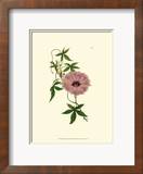 Morning Glory I Kunst von Van Houtt 