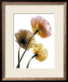 Amapolas Arte por Cédric Porchez