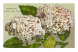 Hydrangea, Cape Cod, Mass. Poster