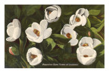 Magnolia, State Flower of Louisiana Posters