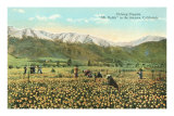 Picking Poppies with Mt. Baldy in the Distance, California Prints Picking Poppies with Mt. Baldy in the Distance, California Prints