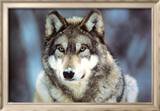 WWF - Grey Wolf Prints