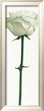 Little White Rose Posters by Stephanie Andrew