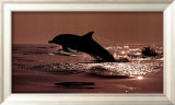 Delphinus Delphis Posters par Bob Talbot