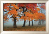 Burst of Colors Láminas por Olga Sergyeyeva