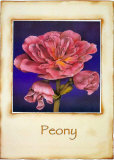 Peony Posters by Richard Penn