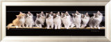 Klassical Kittens Affiches par Keith Kimberlin