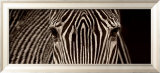Zebra Grevy Pósters por Marina Cano