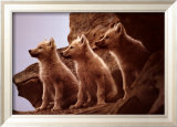 Wolf Pups Plakat av Jim Brandenburg Wolf Pups Plakat av Jim Brandenburg