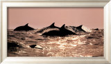 Dolphins Posters by Bob Talbot