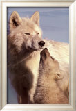 Wolf Harmony Posters av Jim Brandenburg Wolf Harmony Posters av Jim Brandenburg