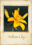 Gelbe Lilie Poster von Richard Penn