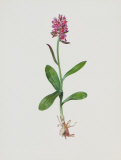 Hollunderblütiges Knabenkraut Collectable Print by Moritz Michael Daffinger