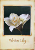 White Lily Posters by Richard Penn