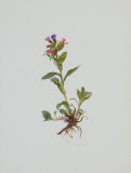 Lungenkraut Print by Moritz Michael Daffinger