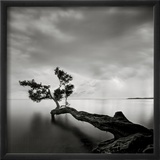 Water Tree Posters af Moises Levy Water Tree Posters af Moises Levy
