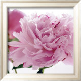 Peony Láminas por Andrea Tilk